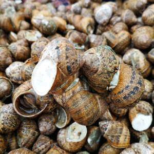 Helix aspersa Müller (Small Grey)